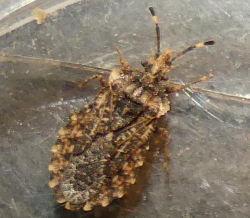 Aradus ribauti